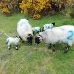 Wildflower - Countryside Lettings * Clifden