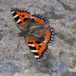 Wildflower - Countryside Lettings Tatil Evi