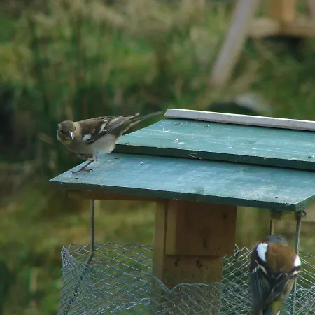 Wildflower - Countryside Lettings
