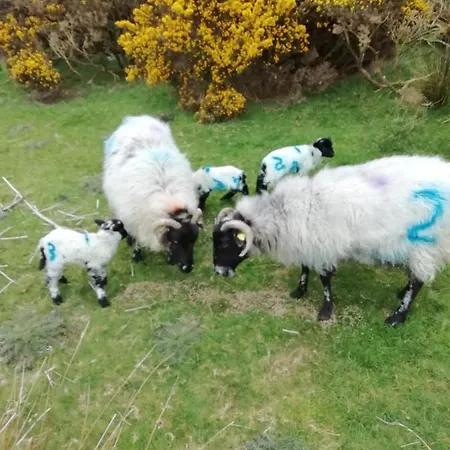 Wildflower - Countryside Lettings * كليفدين