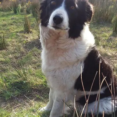 Wildflower - Countryside Lettings بيت للعطل