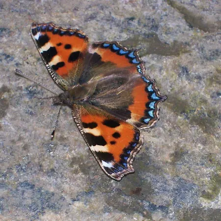 Wildflower - Countryside Lettings بيت للعطل