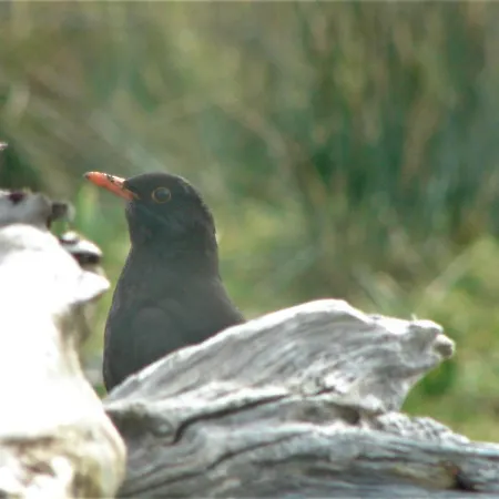 بيت للعطل Wildflower - Countryside Lettings