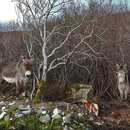 Wildflower - Countryside Lettings Casa vacanze