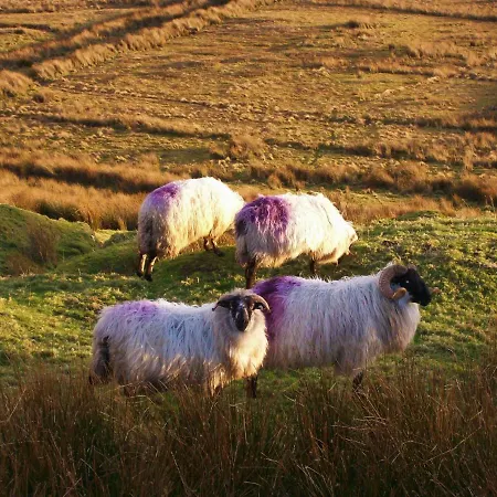 Wildflower - Countryside Lettings *