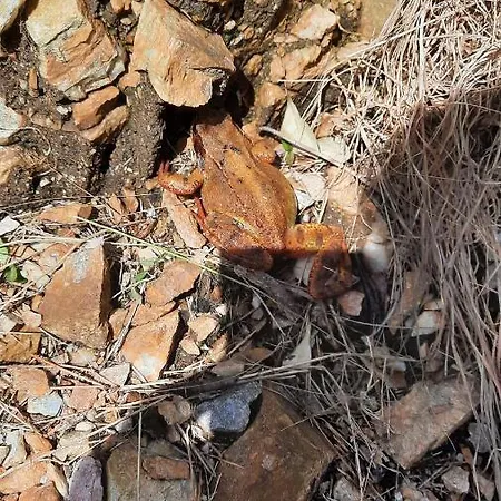 بيت للعطل Wildflower - Countryside Lettings كليفدين