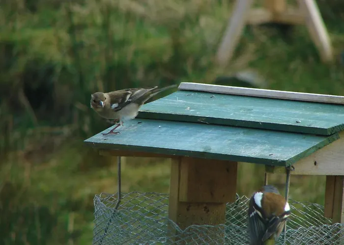 Wildflower - Countryside Lettings