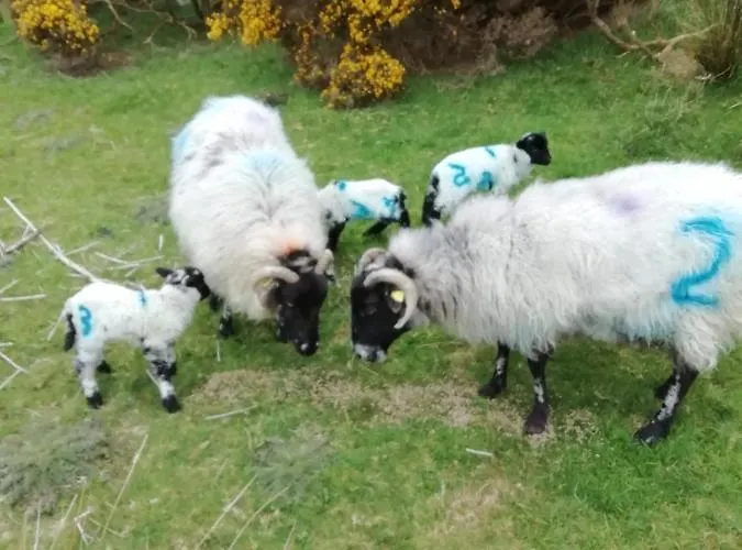 Wildflower - Countryside Lettings * Clifden