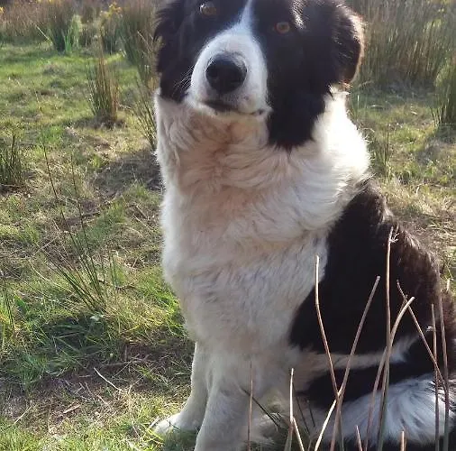 Wildflower - Countryside Lettings Дом отдыха