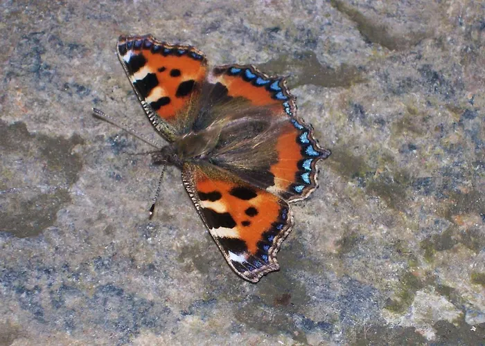 Wildflower - Countryside Lettings Casa de Férias