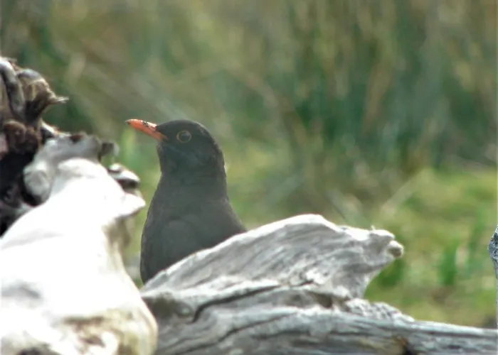 Holiday home Wildflower - Countryside Lettings
