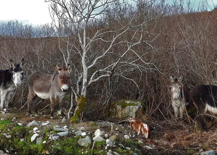 Wildflower - Countryside Lettings Casa de Férias