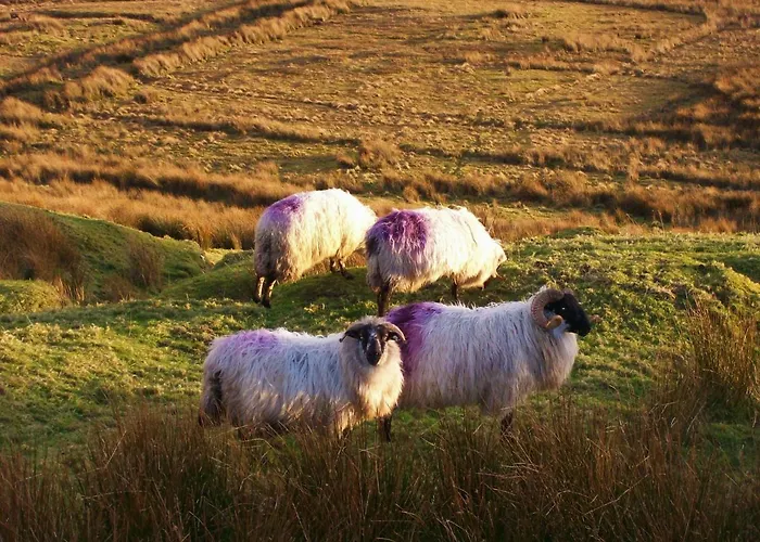 Wildflower - Countryside Lettings *