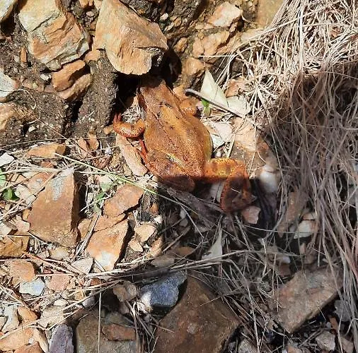Casa de Férias Wildflower - Countryside Lettings Clifden