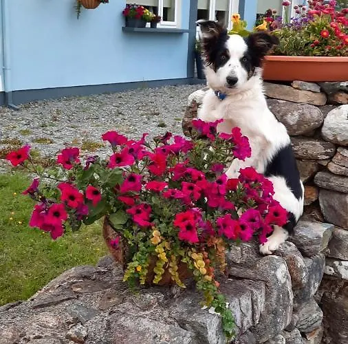 Wildflower - Countryside Lettings Дом отдыха